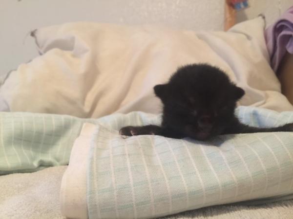 Bild zu Darf ich vorstellen - Haustiere