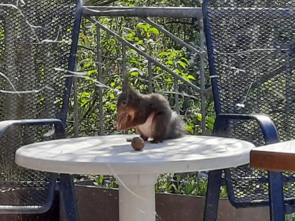 Bild zu Unser neues "Haustier" - Haustiere