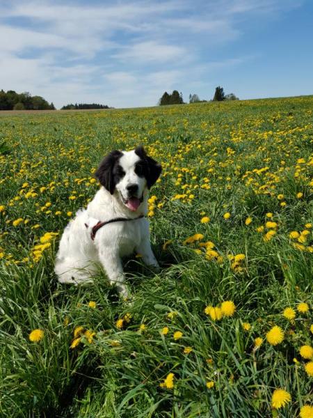 Bild zu Eine Frage - 1. Hund - Haustiere