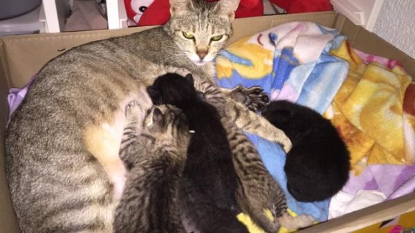 Bild zu Mal neue Bilder - Haustiere