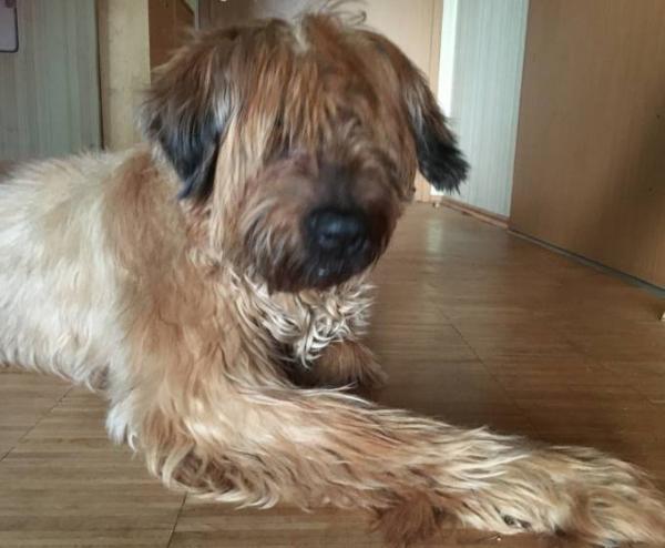 Bild zu 15 Jahre .... meine Hundeseniorin... - Haustiere