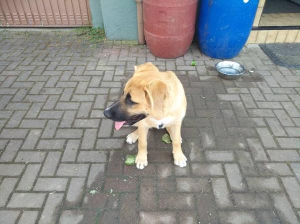 Bild zu Kiw - Haustiere