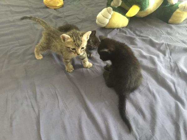 Bild zu Sie sind weiter gewachsen und fressen mir und Mamakatze die Haare vom Kopf - Haustiere