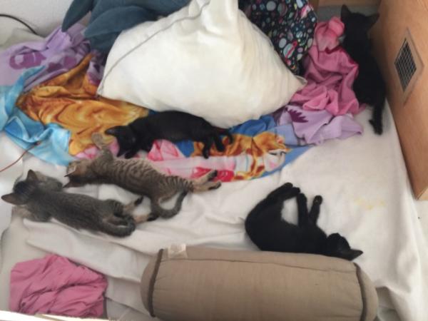 Bild zu Gesten am frühen Abend - Haustiere