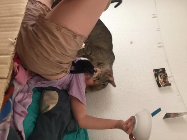 Bild zu Heute Nachmittag geht es zum Blutabnehmen mit Mamakatze - Haustiere