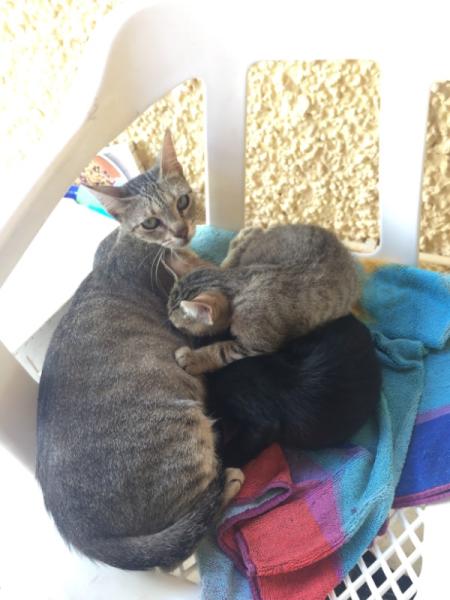 Bild zu Danke schon mal für die ersten Ansätze , ich lese mich ein - Haustiere