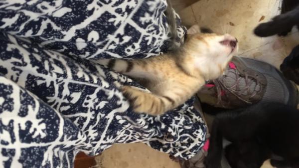 Bild zu So , heute - Haustiere