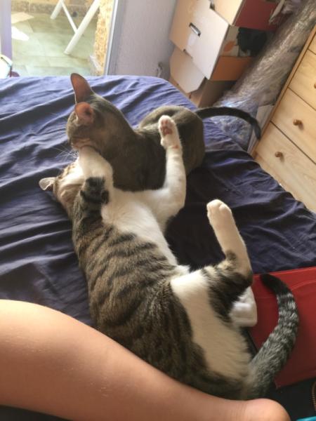 Bild zu Nächster Versuch - Haustiere