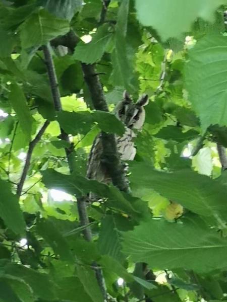 Bild zu Wir habe ein neues Haustier - Haustiere