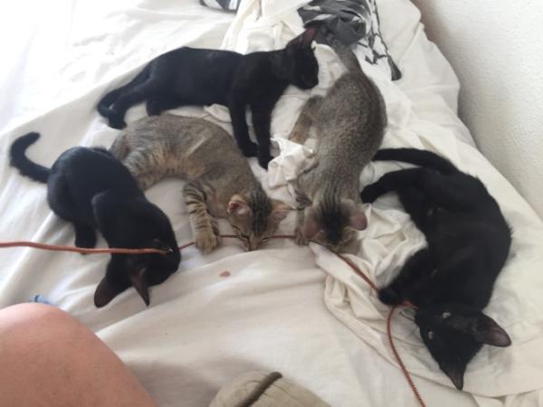 Bild zu Ich danke Euch- das wollte ich nochmals sagen - Haustiere