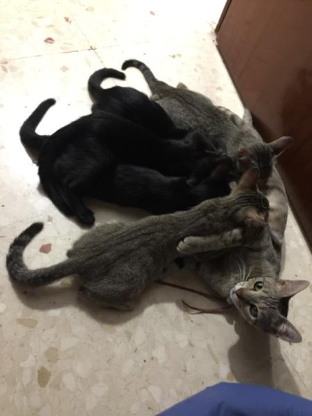 Bild zu So offiziell gehören Graubein und Liebling nicht mehr mir - Haustiere