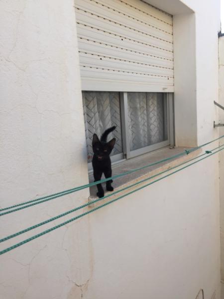 Bild zu Ausreisser - Haustiere