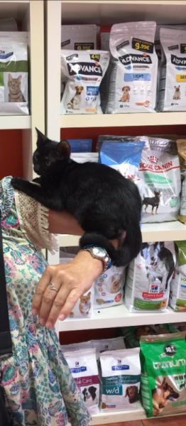 Bild zu Schwarz heisst nun Zeus - Haustiere