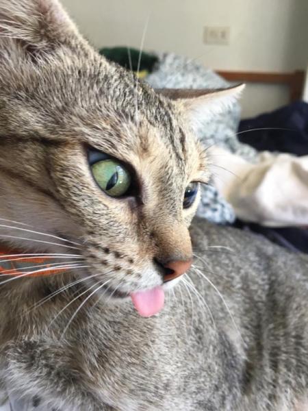 Bild zu Ein paar Schnappschüsse - Haustiere