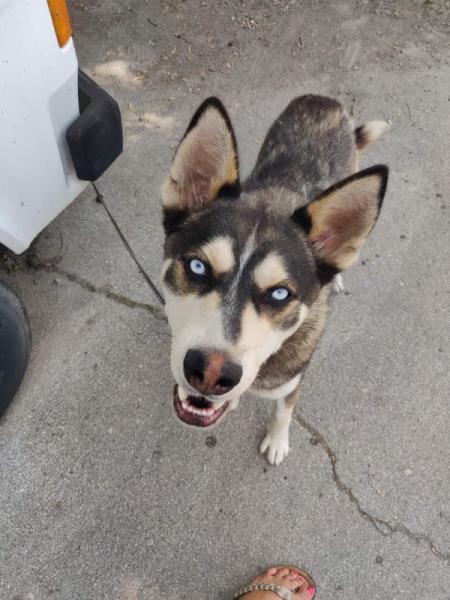 Bild zu Kettenhund - Haustiere