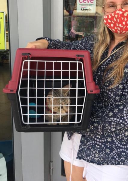 Bild zu Mamakatze zum Tierarzt gebracht, denkt bitte an sie! - Haustiere