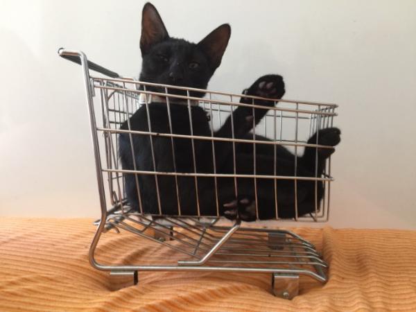 Bild zu Ein Lebenszeichen von uns - lang geworden - Haustiere