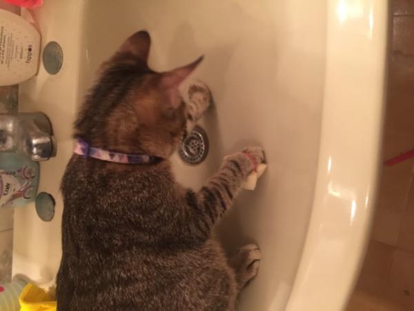 Bild zu Kater putzt - Haustiere