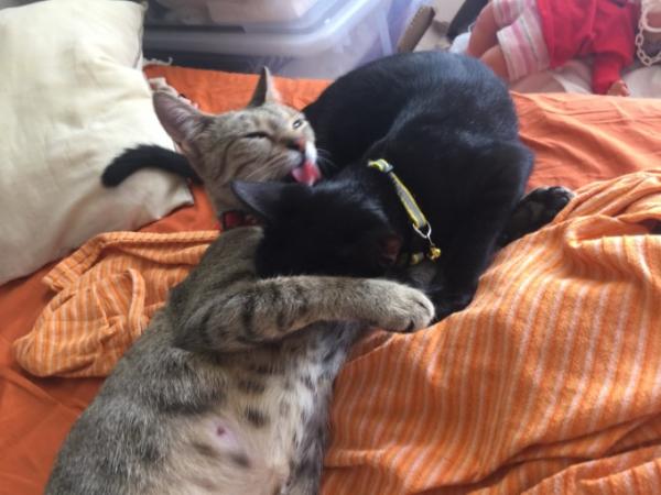 Bild zu So schnell vergeht die Zeit ...eben noch frisch geboren und nun fangen die Jungs - Haustiere