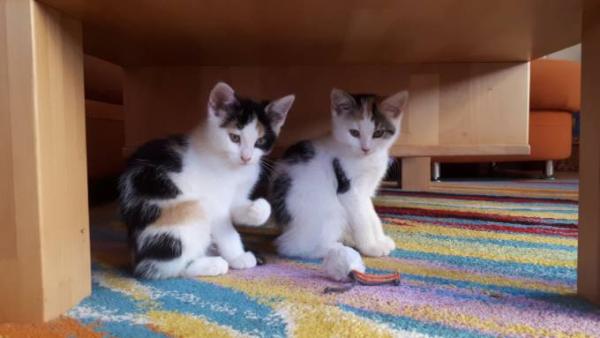 Bild zu Die Sonne geht wieder auf - Haustiere