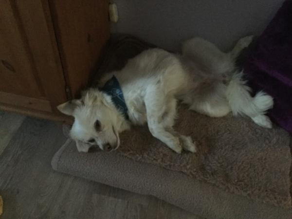 Bild zu Bei uns ist nun auch ein Hund eingezogen - Haustiere