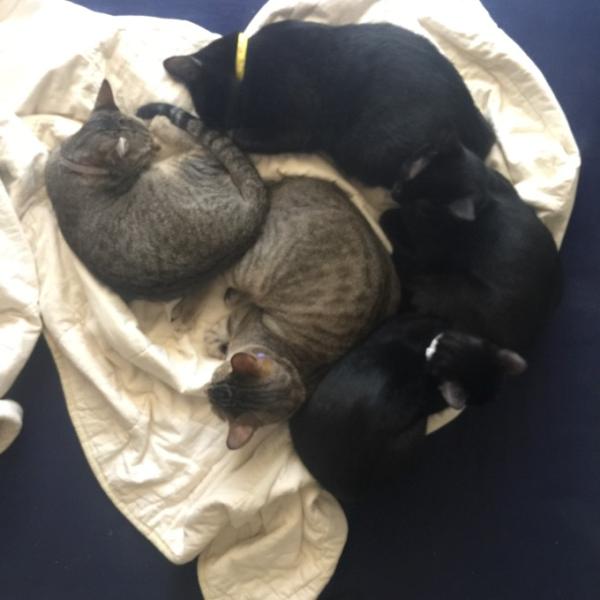 Bild zu Neuigkeiten von den Forumskatzen und dem ganzen Drumherum (lang) - Haustiere