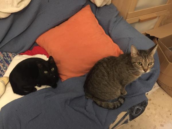 Bild zu Forumskatzen, Zorro und Sky - Haustiere