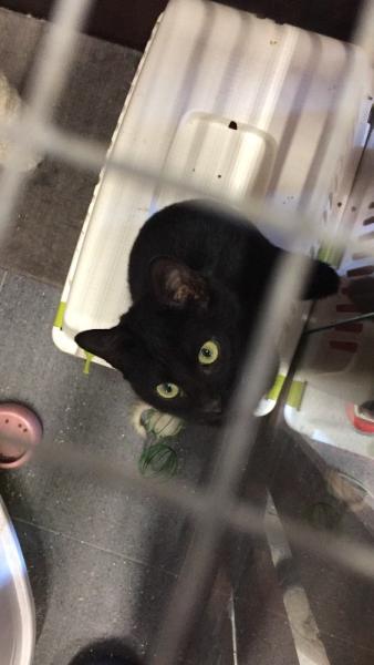 Bild zu Zorro - Haustiere