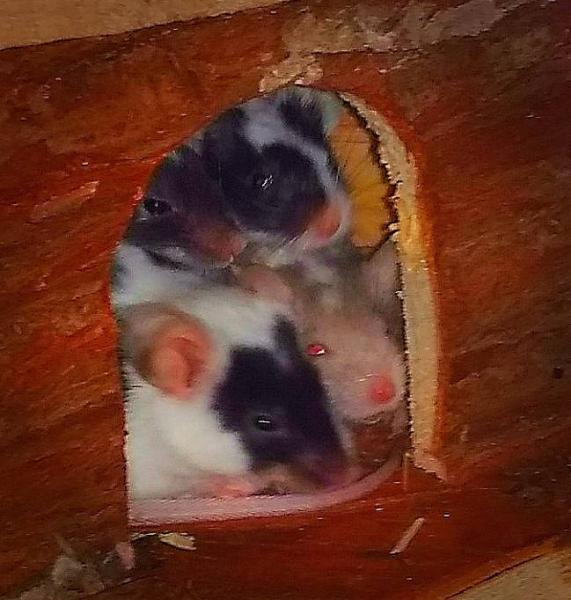 Bild zu Unsere 4 - Haustiere