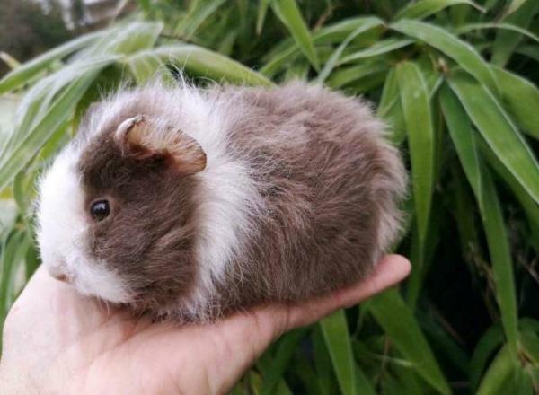 Bild zu Wir haben ein neues Familienmitglied - Haustiere