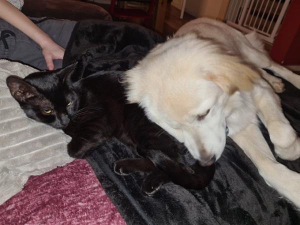 Bild zu Orko ( Schwarz) , Graubein und Liebling - Haustiere