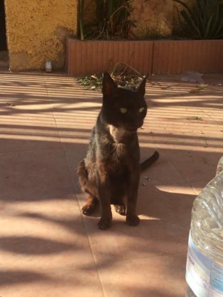 Bild zu Neues von Felix - Haustiere