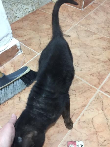 Bild zu Ich weiss Ihr wartet schon ... es geht ihm gut! - Haustiere