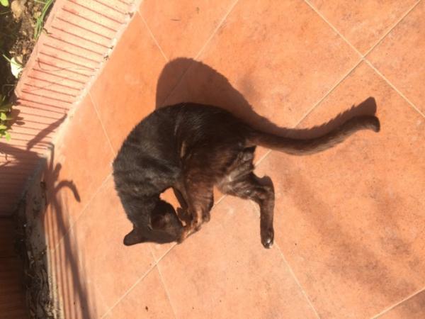 Bild zu Felix geht es gut und die Hautbehandlung scheint zu greifen - Haustiere