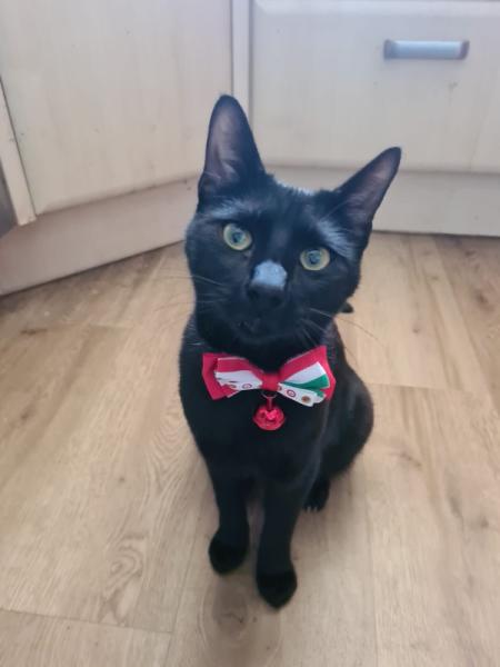 Bild zu 1. Forumskatzengeburtstag Teil 1. - Haustiere