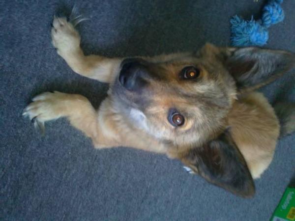 Bild zu Hunde zusammen führen - Haustiere