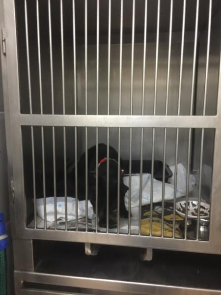 Bild zu In Kürze : Felix ist beim Tierarzt in der „ Tierklinik“ - Haustiere