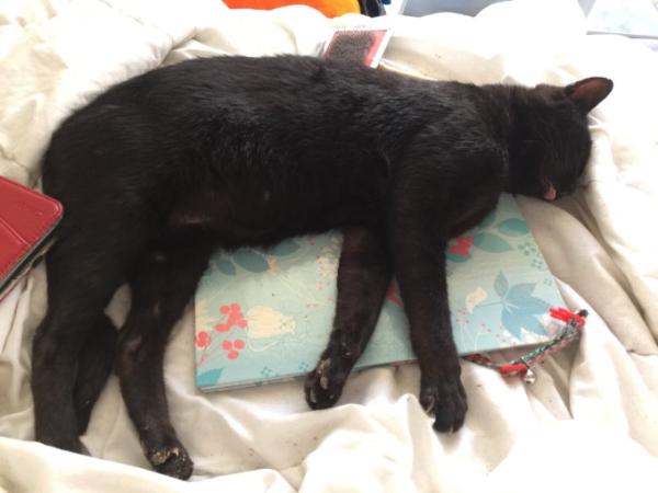 Bild zu Felix update - Haustiere