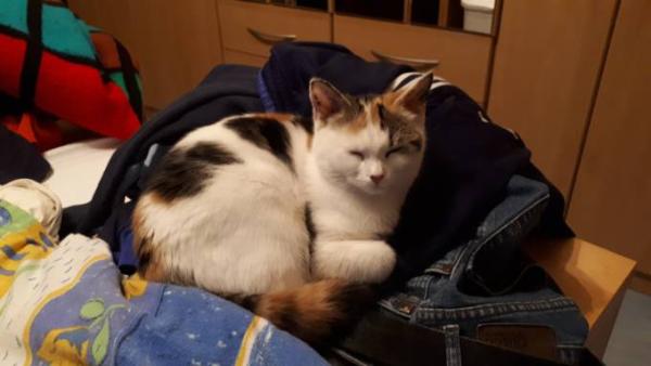 Bild zu Katzenhaare trotz bürsten, bürsten, bürsten... - Haustiere