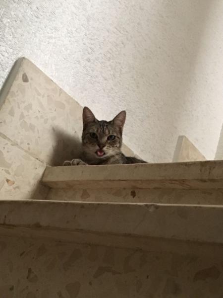 Bild zu Ein Lebenszeichen von uns. - Haustiere