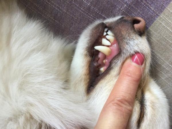 Bild zu Zahnpflege Hund - Haustiere