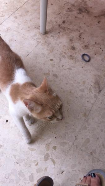 Bild zu Das was ich die letzten Tage und heute erlebt habe - kaum zu glauben - Haustiere