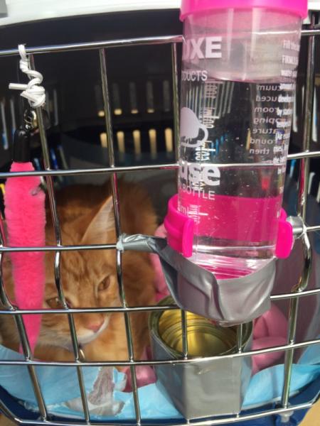 Bild zu Teela ist unterwegs zu Orko ( Schwarz) - Haustiere