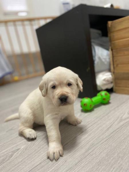 Bild zu Wir bekommen Anfang Dezember Nachwuchs - Haustiere