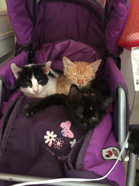 Bild zu Mamakatze geht es augenscheinlich besser... - Haustiere