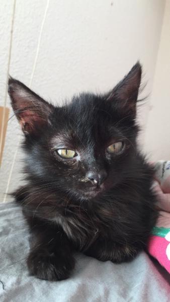 Bild zu Danke fürs Daumendrücken für Mamakatze - Haustiere