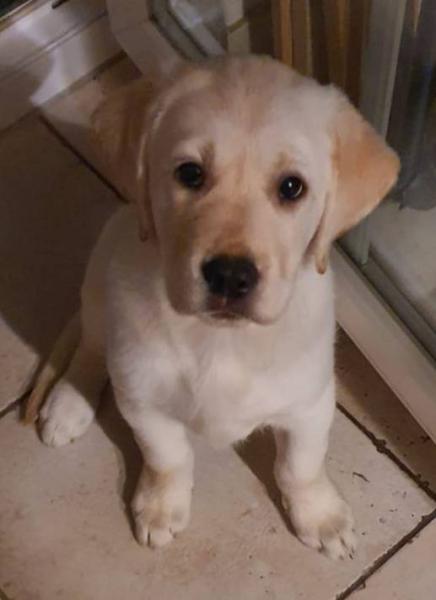 Bild zu Die Zuckerpuppe ist seit Sonntag bei uns - Haustiere