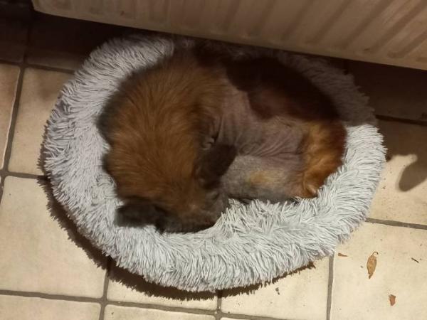 Bild zu Update 2 - Haustiere