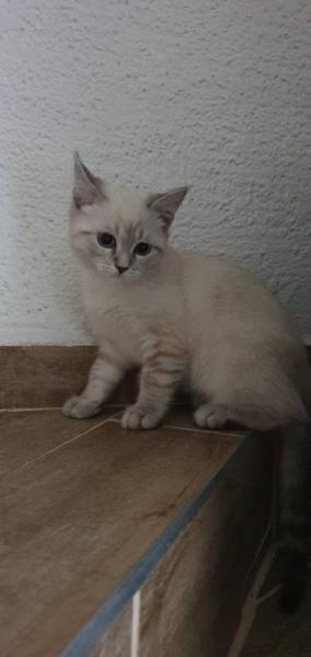 Bild zu Ein neuer Kater ist eingezogen - Haustiere