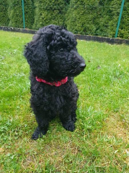 Bild zu Raya ist heute eingezogen - Haustiere